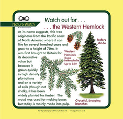 'Western hemlock' Nature Watch Panel