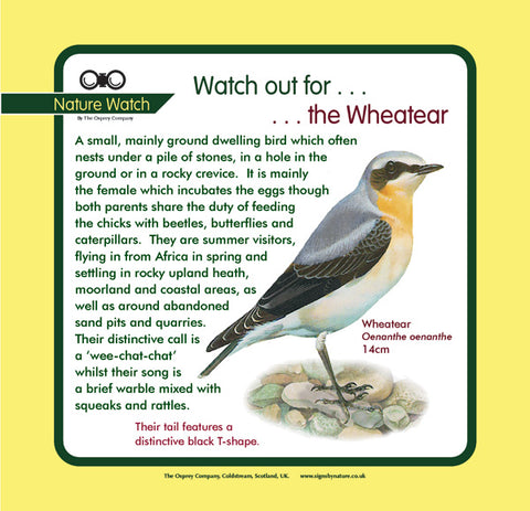 'Wheatear' Nature Watch Panel