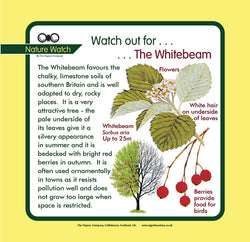 'Whitebeam' Nature Watch Panel