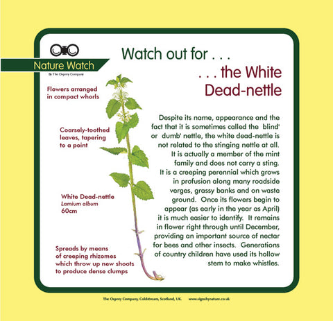 'White dead-nettle' Nature Watch Panel