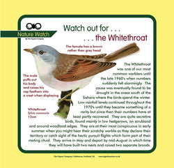 'Whitethroat' Nature Watch Panel