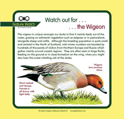 'Widgeon' Nature Watch Panel