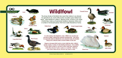 'Wildfowl' Nature Watch Plus Panel
