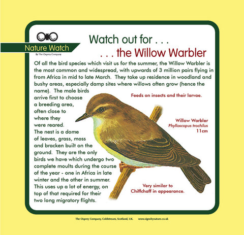 'Willow warbler' Nature Watch Panel