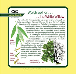 'White willow' Nature Watch Panel