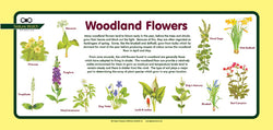 'Woodland flowers' Nature Watch Plus Panel