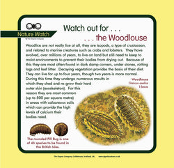 'Woodlouse' Nature Watch Panel