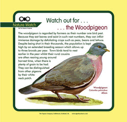 'Wood pigeon' Nature Watch Panel