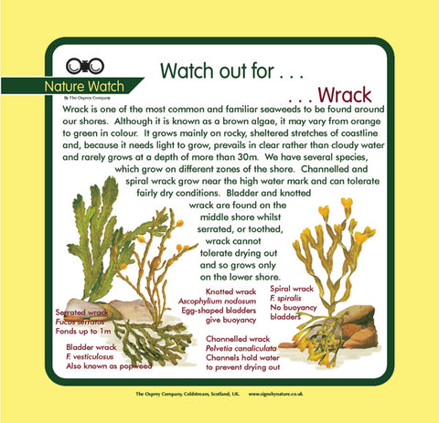 'Wrack' Nature Watch Panel