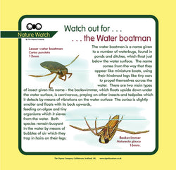 'Water boatman' Nature Watch Panel
