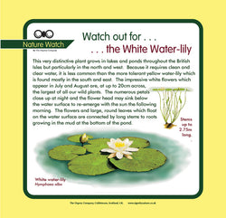 'White water lily' Nature Watch Panel