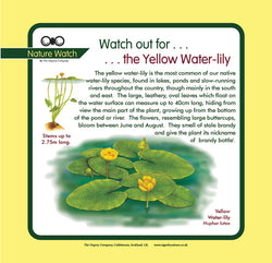 'Yellow water lily' Nature Watch Panel
