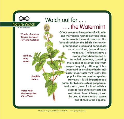 'Water mint' Nature Watch Panel