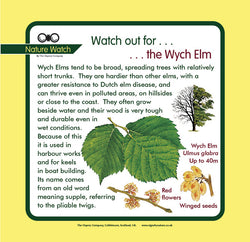 'Wych elm' Nature Watch Panel