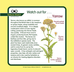 'Yarrow' Nature Watch Panel