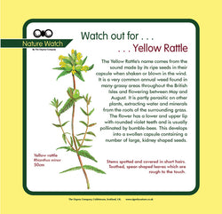 'Yellow rattle' Nature Watch Panel
