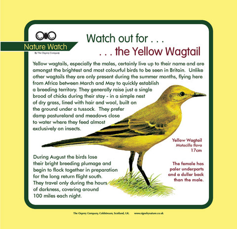 'Yellow wagtail' Nature Watch Panel