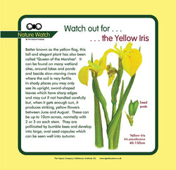 'Yellow flag iris' Nature Watch Panel